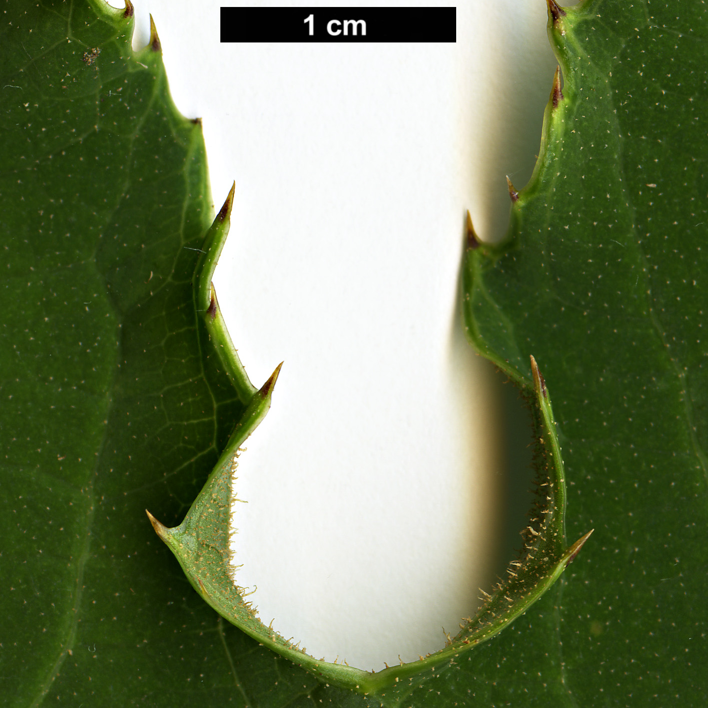 High resolution image: Family: Araliaceae - Genus: Brassaiopsis - Taxon: hispida